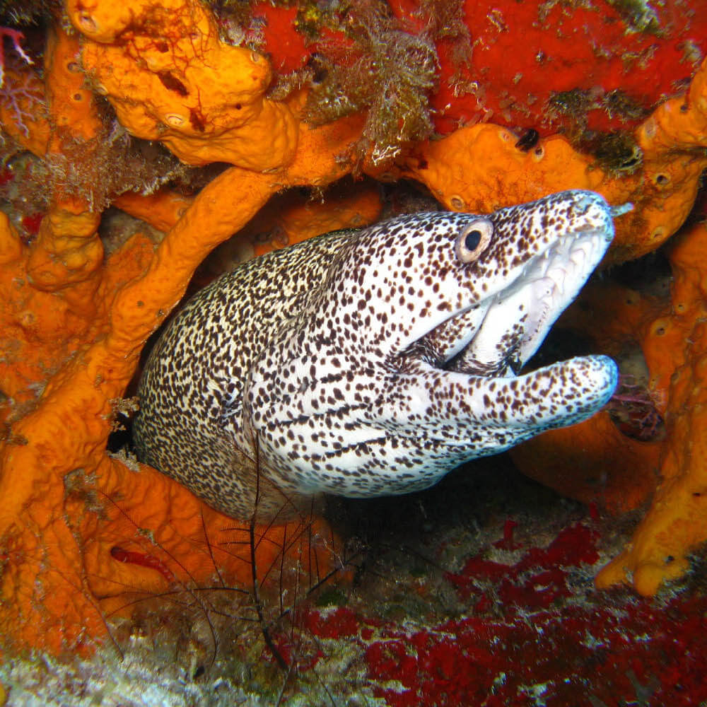 Introductory diving