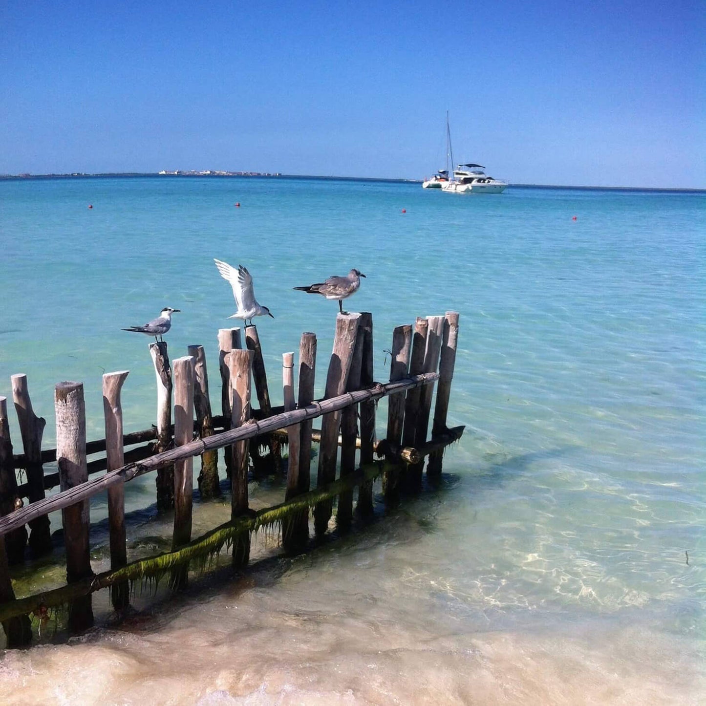 Catamaran tour Isla Mujeres