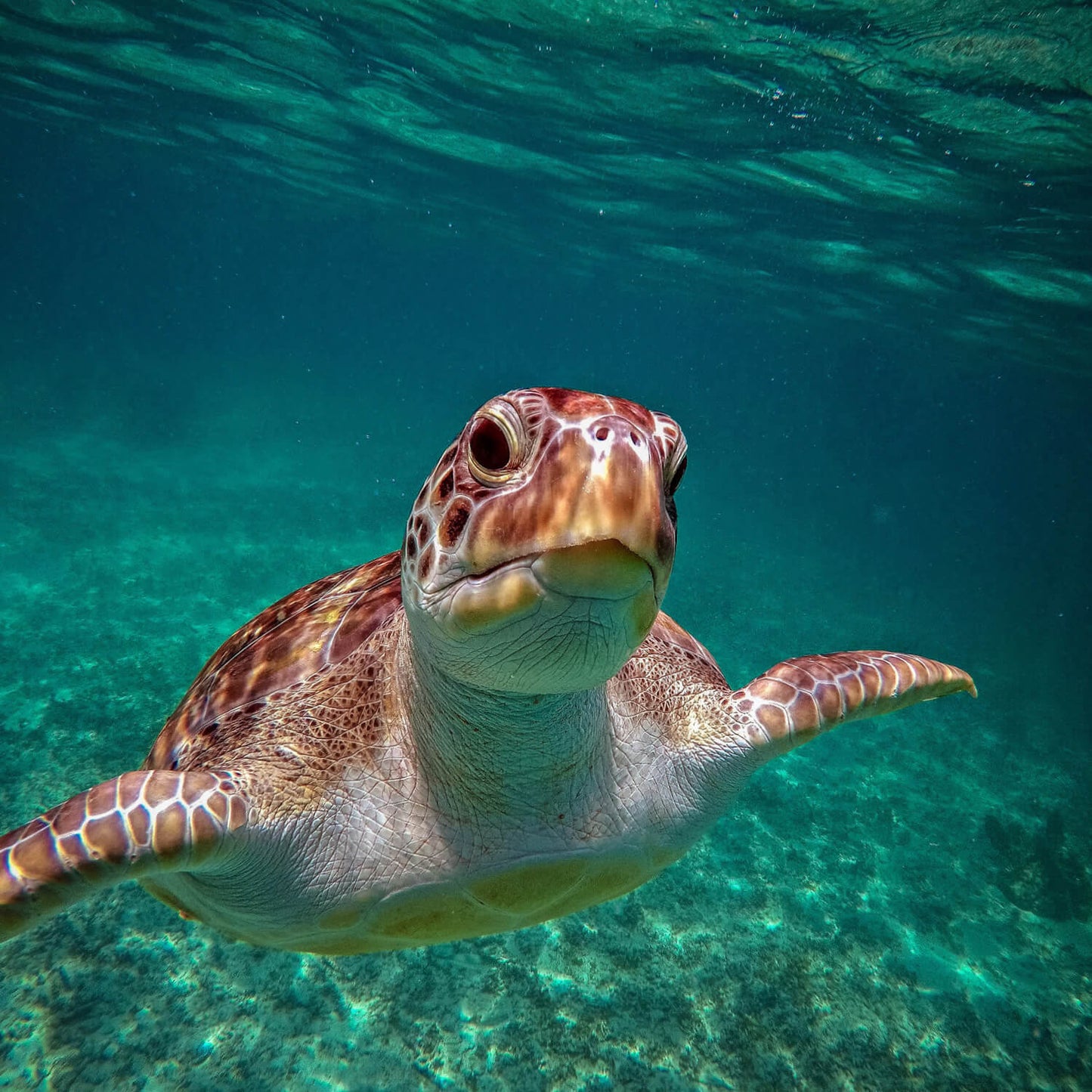 Snorkel con tortugas y cenote