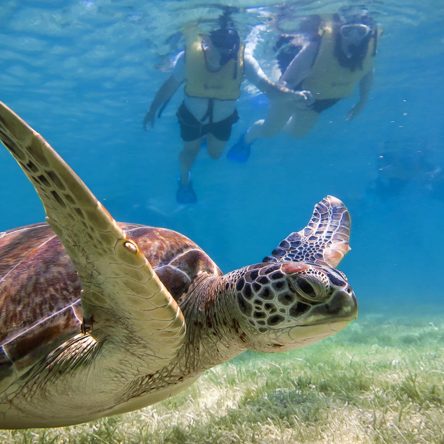 Snorkel con tortugas y cenote