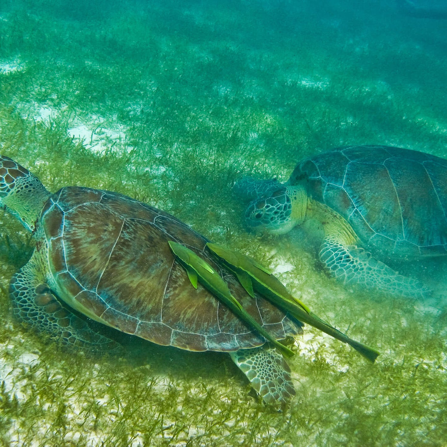 Snorkel con tortugas y cenote